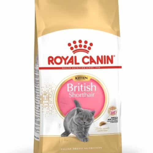 royal canin british shorthair kitten sausas maistas britų trumpaplaukių veislės jaunoms katėms