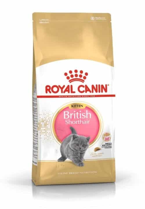 royal canin british shorthair kitten sausas maistas britų trumpaplaukių veislės jaunoms katėms