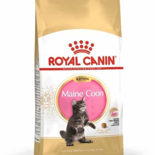 royal canin maine coon kitten sausas maistas meino meškėnų veislės jaunoms katėms