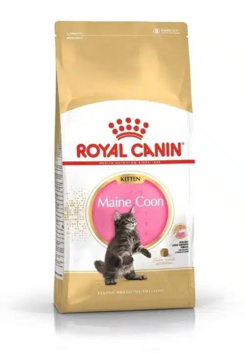 royal canin maine coon kitten sausas maistas meino meškėnų veislės jaunoms katėms