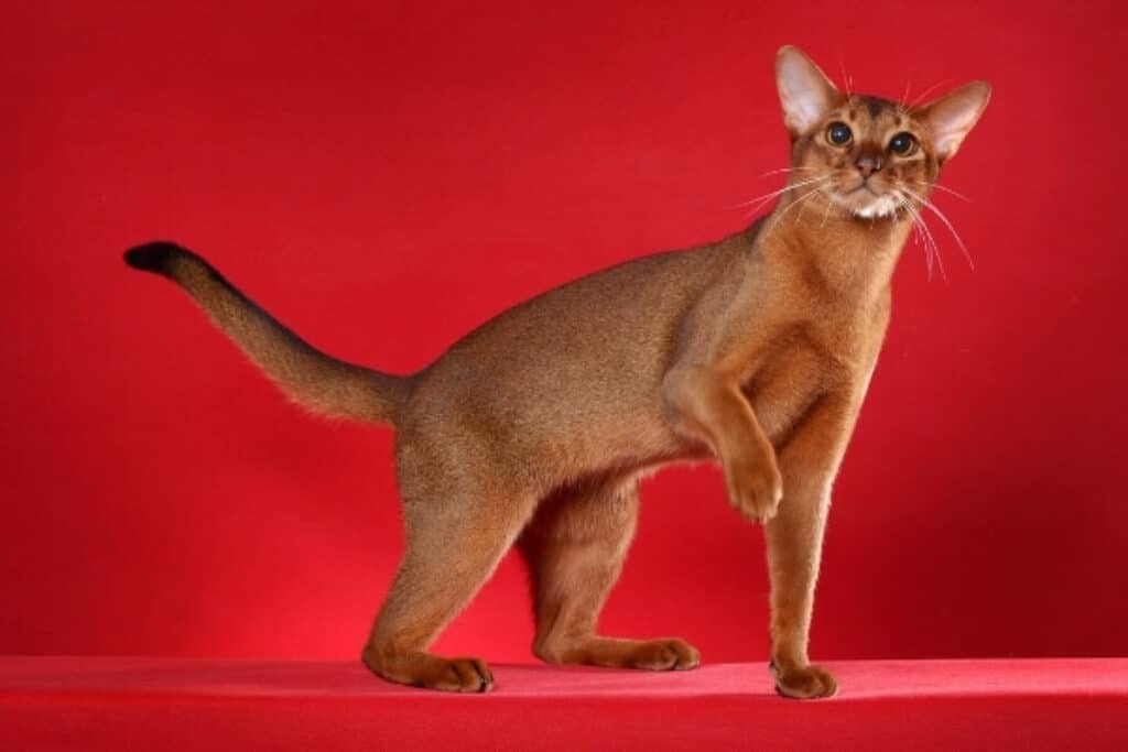 abyssinian kate