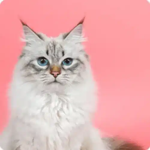 12 populiariausių kate mylėtojų kačių veislių
