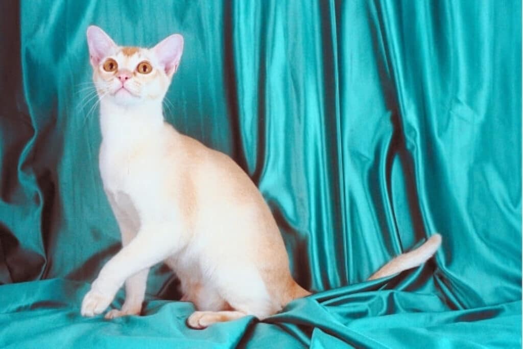 oriental shorthair kate