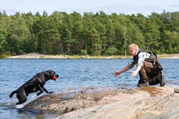 dog training in water (2)