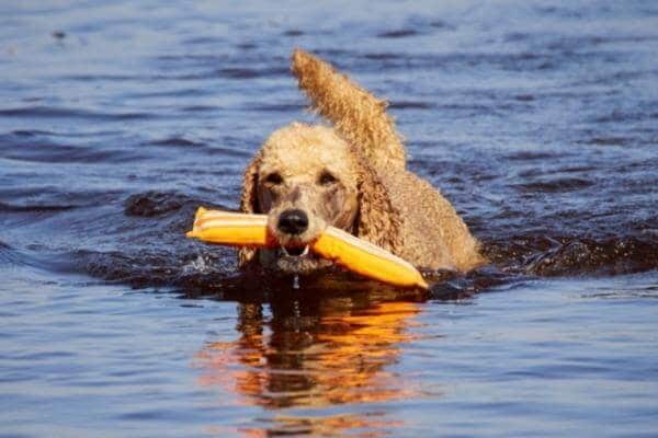dog training in water