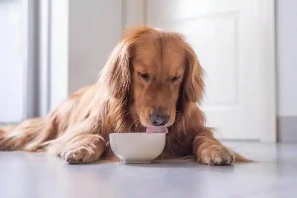 maistas sunims: viskas viename apie šunų maistą